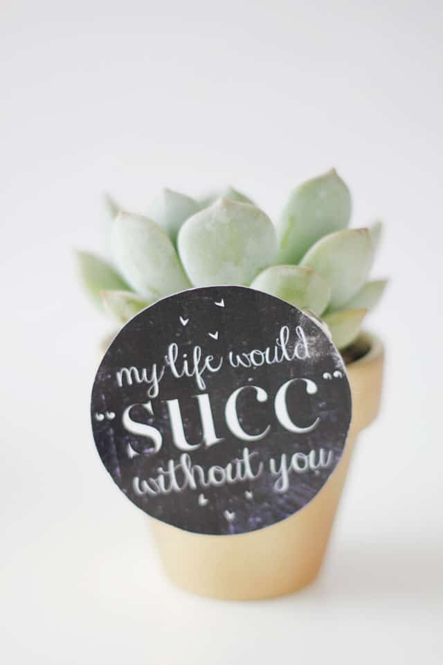 MY LIFE WOULD SUCK WITHOUT YOU - succulent valentine idea with free printable | fun Valentines for adults | diy Valentines | homemade Valentines | free valentine printable || See Kate Sew #valentineprintables #diyvalentines #valentinesday