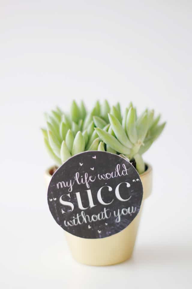 MY LIFE WOULD SUCK WITHOUT YOU - succulent valentine idea with free printable | fun Valentines for adults | diy Valentines | homemade Valentines | free valentine printable || See Kate Sew #valentineprintables #diyvalentines #valentinesday