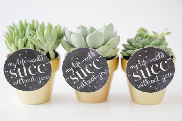 succulent valentines