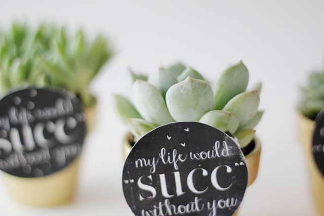 MY LIFE WOULD SUCK WITHOUT YOU - succulent valentine idea with free printable seekatesew.com