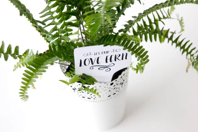 LOVE FERN Valentines | See Kate Sew