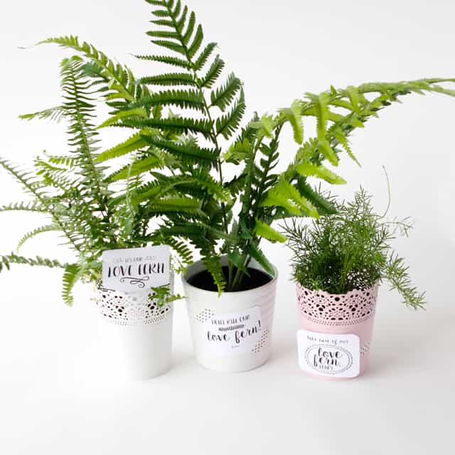 LOVE FERN Valentines | See Kate Sew