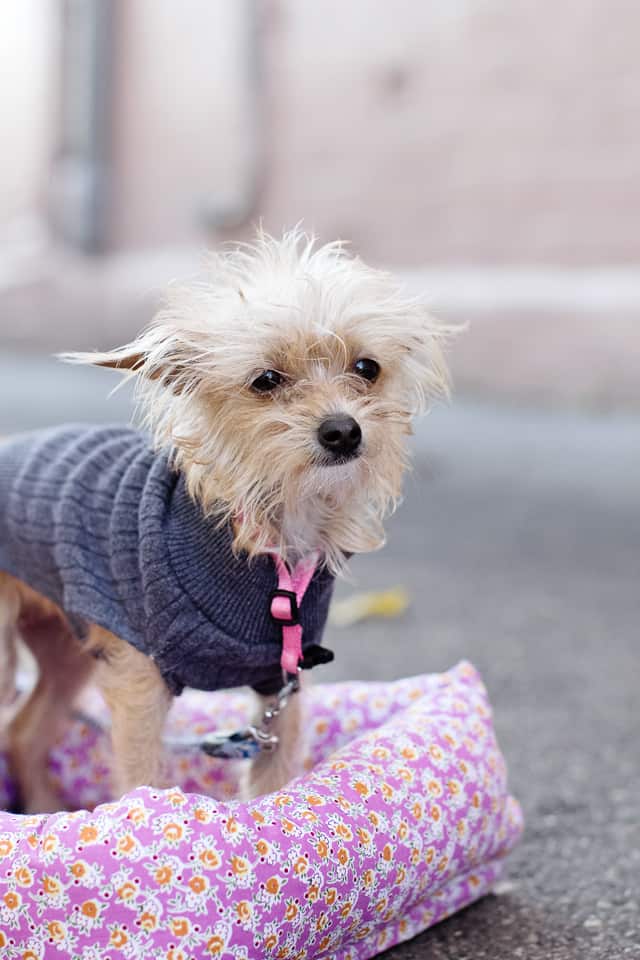 Homemade store dog sweater