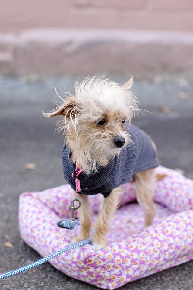 Homemade dog outlet sweaters