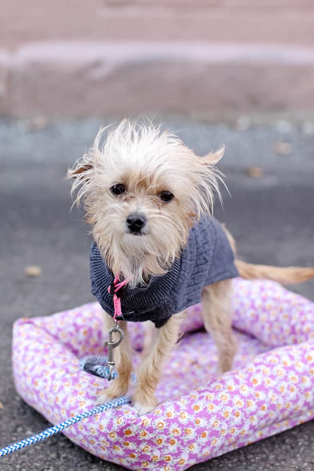 DIY Snuffle Mat for Dogs or Cats - see kate sew