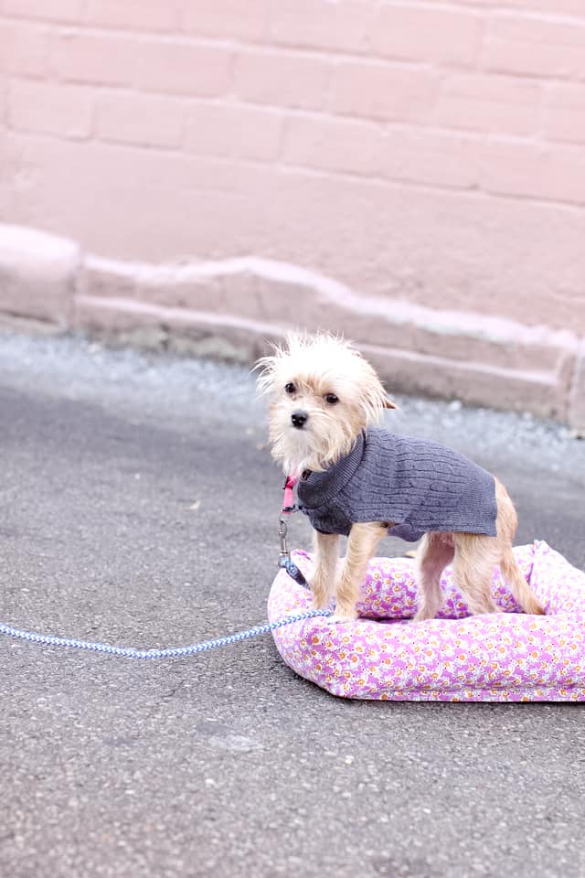 how to make a dog collar free sewing pattern! - see kate sew