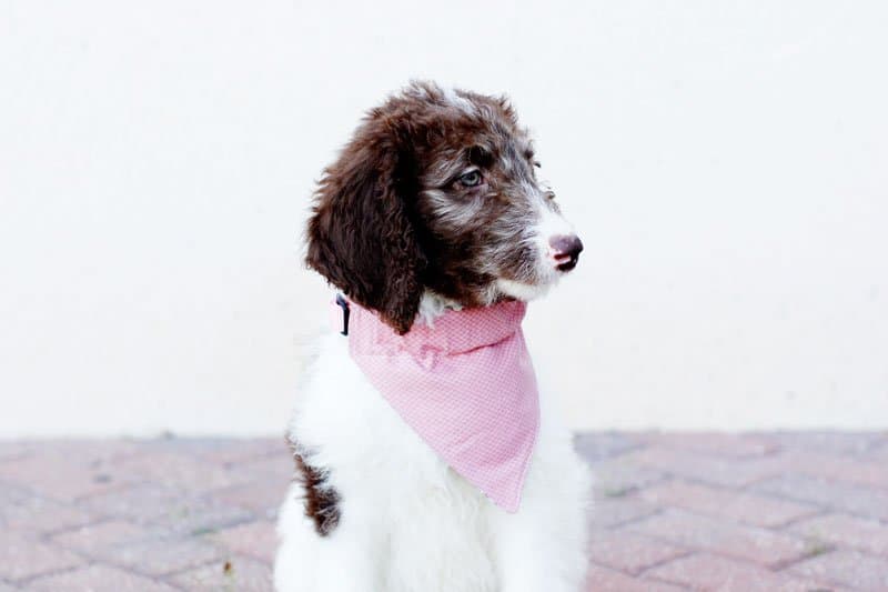 free dog bandana sewing pattern