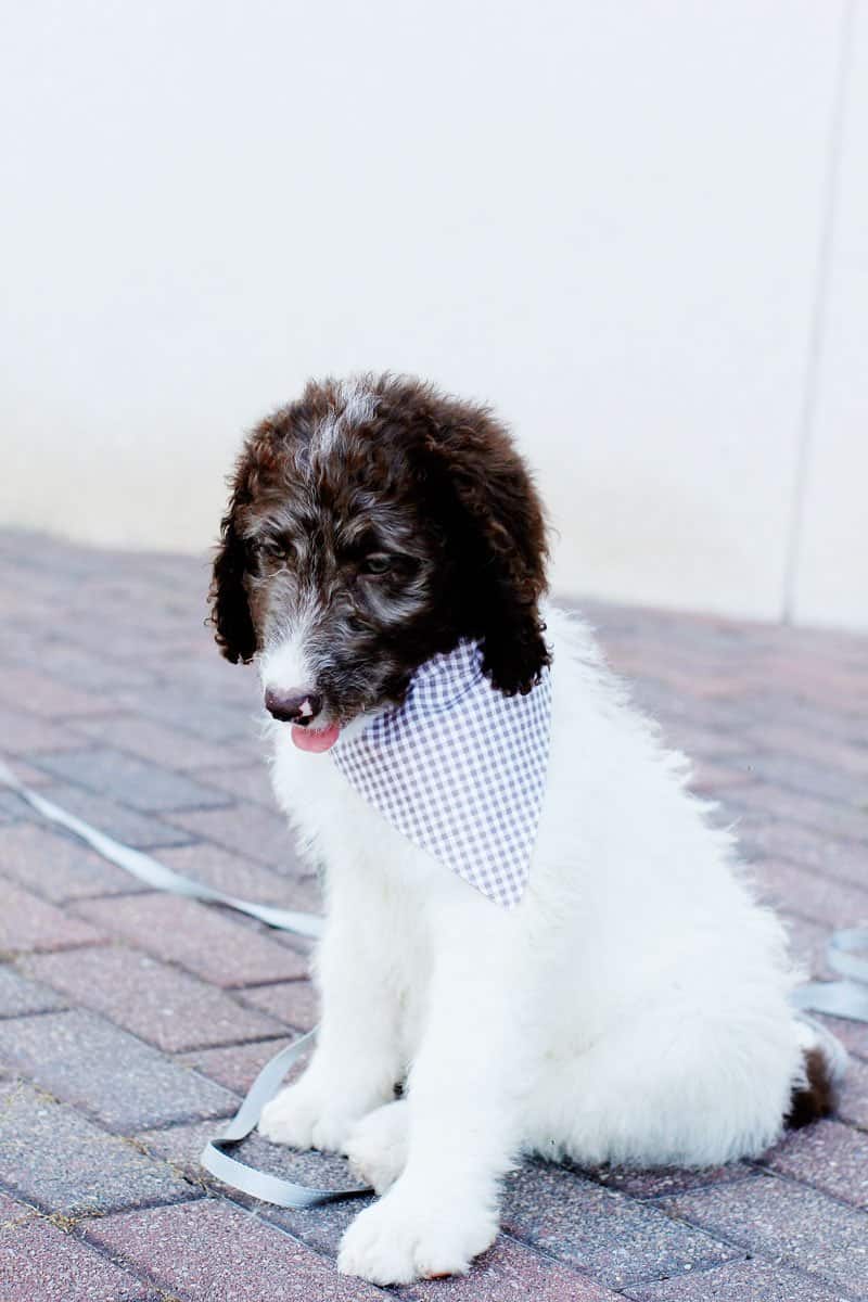 puppy in training bandana