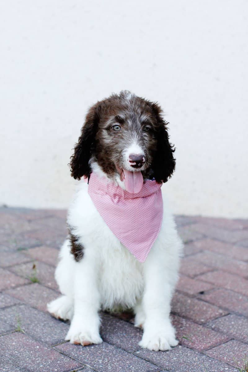 how do you make a bandana for a dog collar