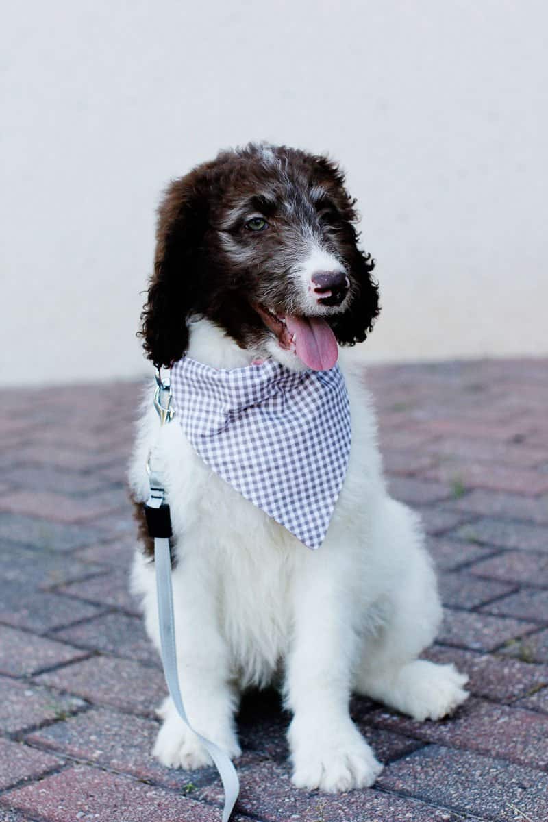 newfoundland dog bandana