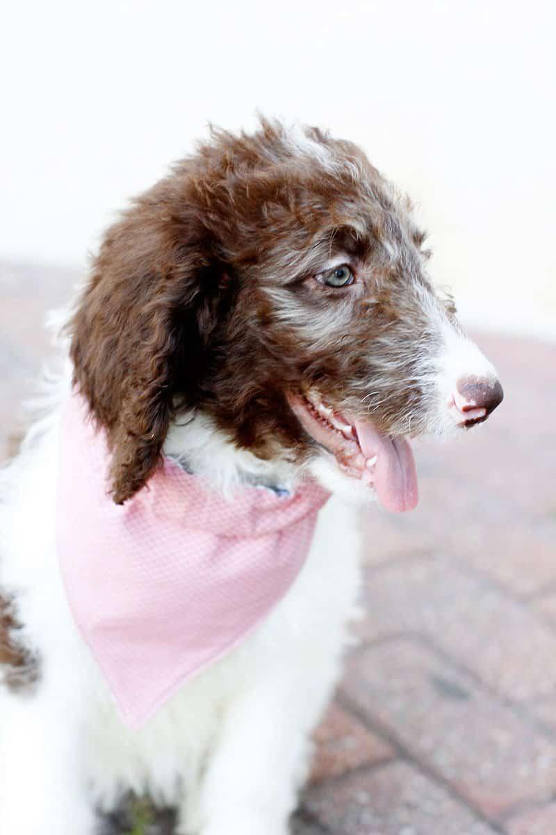 small dog bandana pattern