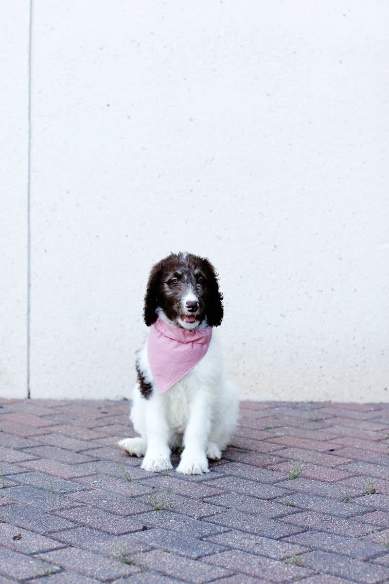 scarf with dogs on it