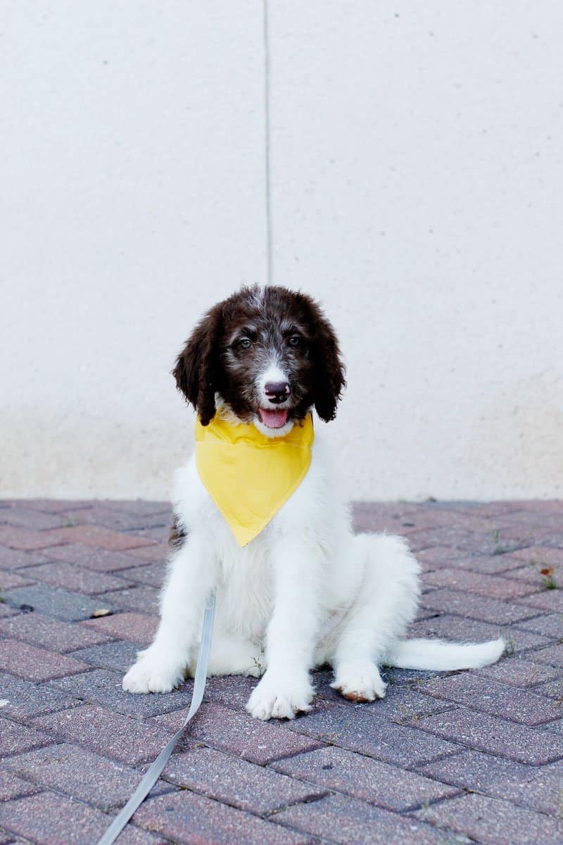 easy dog bandana pattern - free sewing tutorial! - see kate sew