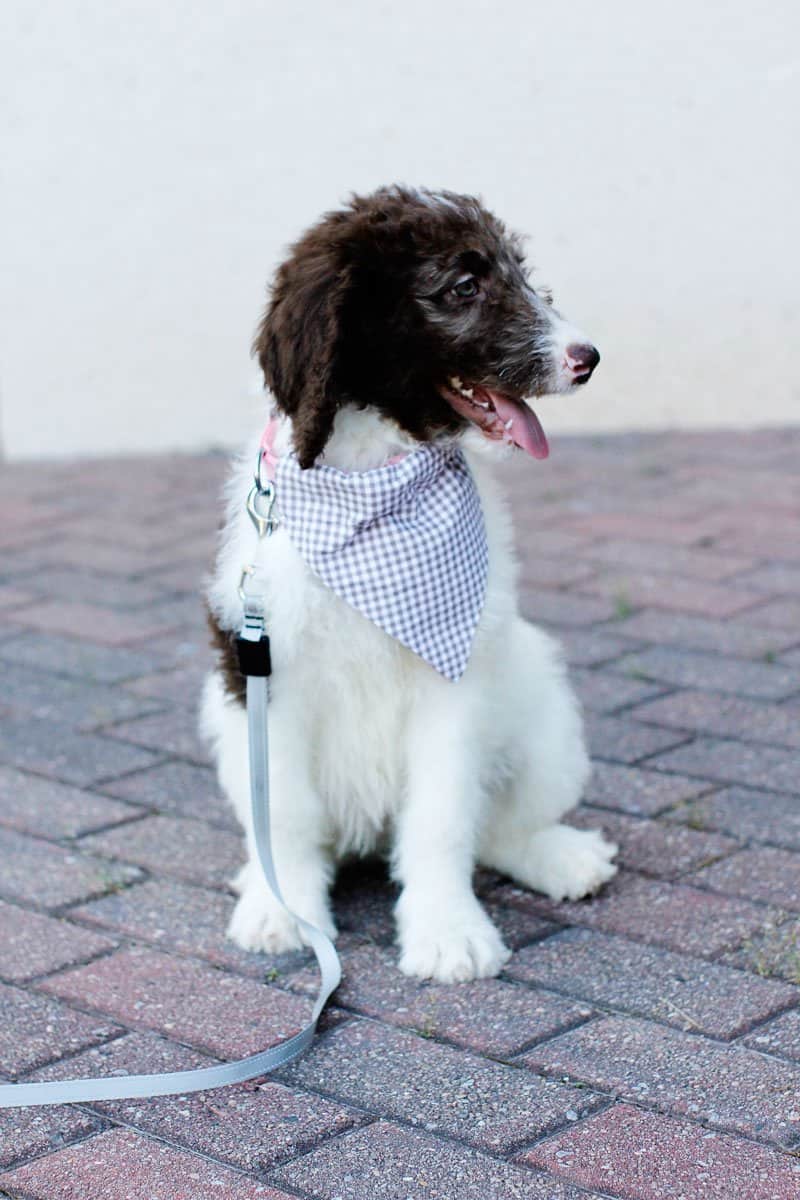 I made a dress for myself, a bandana for each family dog and a headband for  all the little cousins! : r/sewing