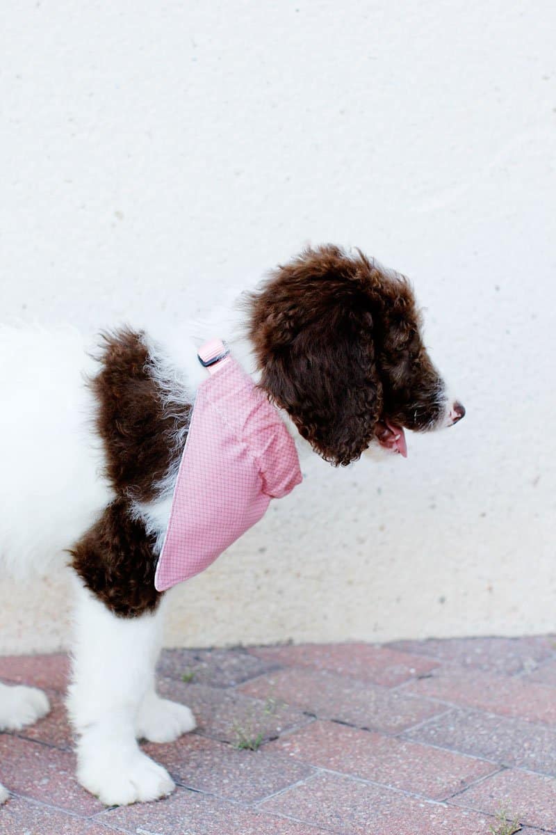 I made a dress for myself, a bandana for each family dog and a headband for  all the little cousins! : r/sewing