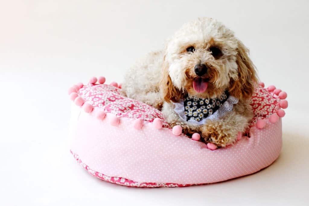 Pet Sewing Ideas