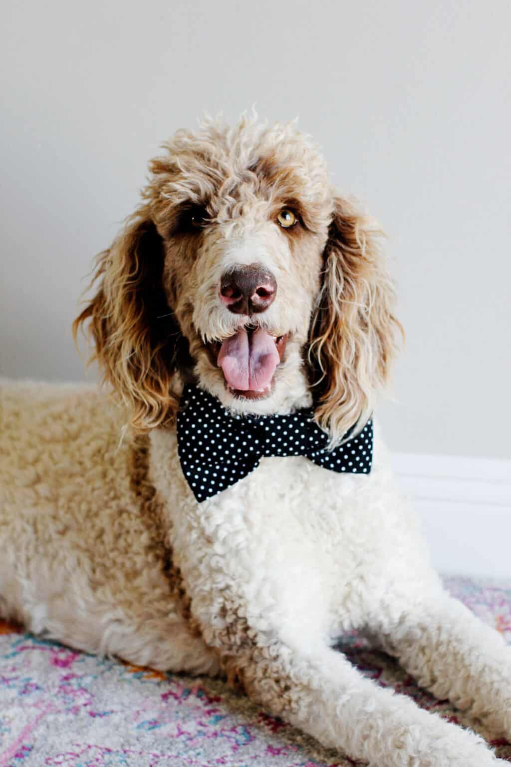 how to make diy dog collar bows see kate sew