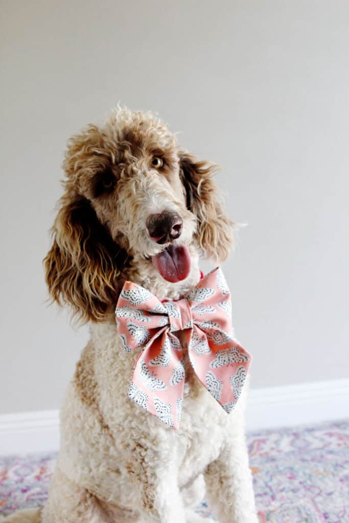 Dog Bow Sewing Tutorial 