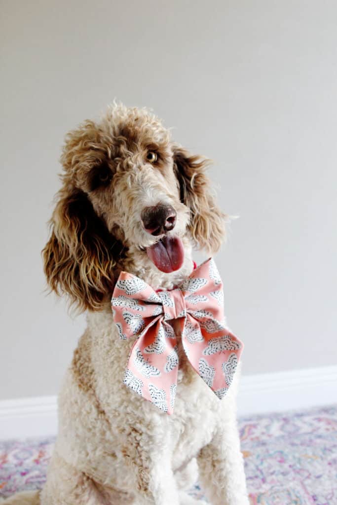 Dog bow deals tie pattern free