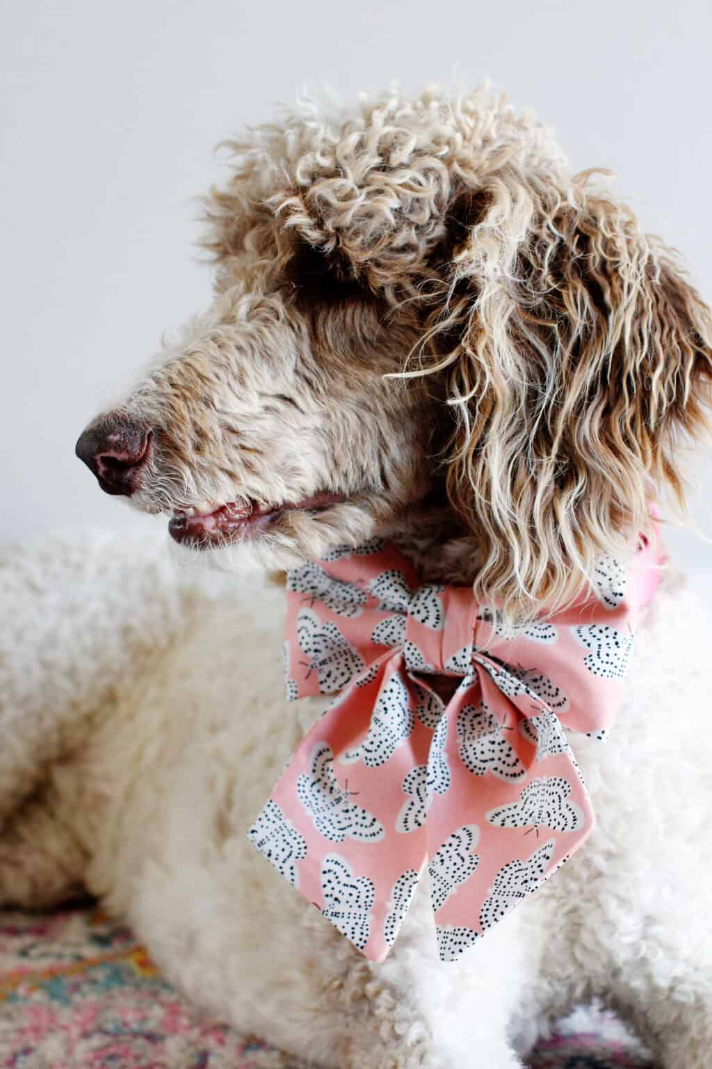 how to make diy dog collar bows see kate sew
