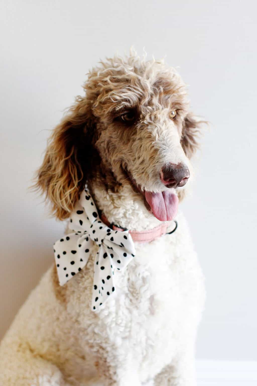 how to make diy dog collar bows see kate sew