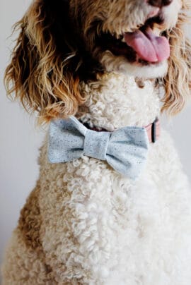 how to make diy dog collar bows - see kate sew