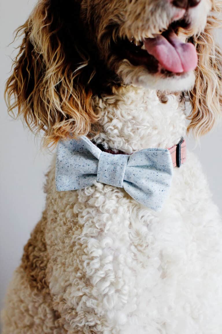 how to make diy dog collar bows see kate sew