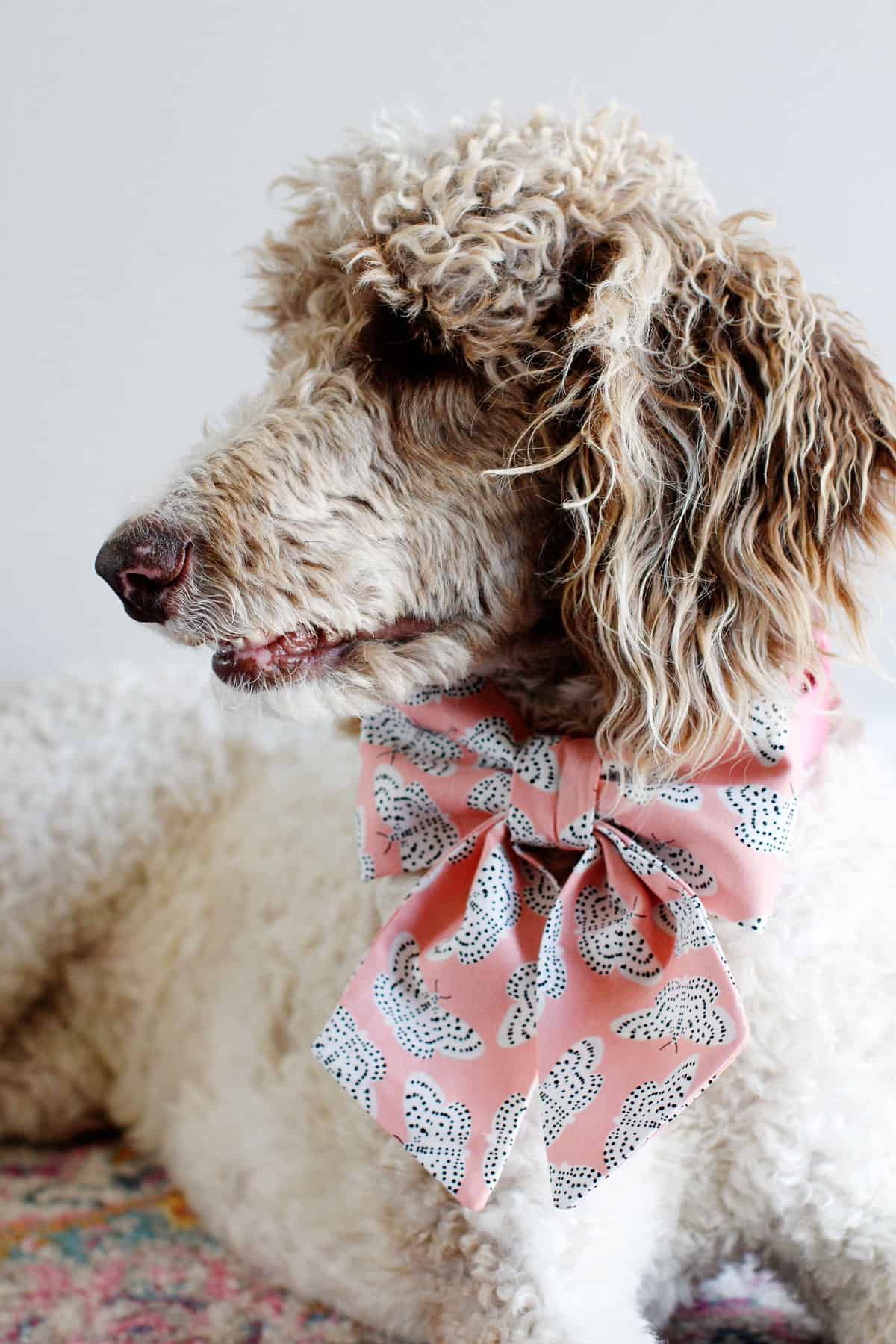 how to make diy dog collar bows see kate sew