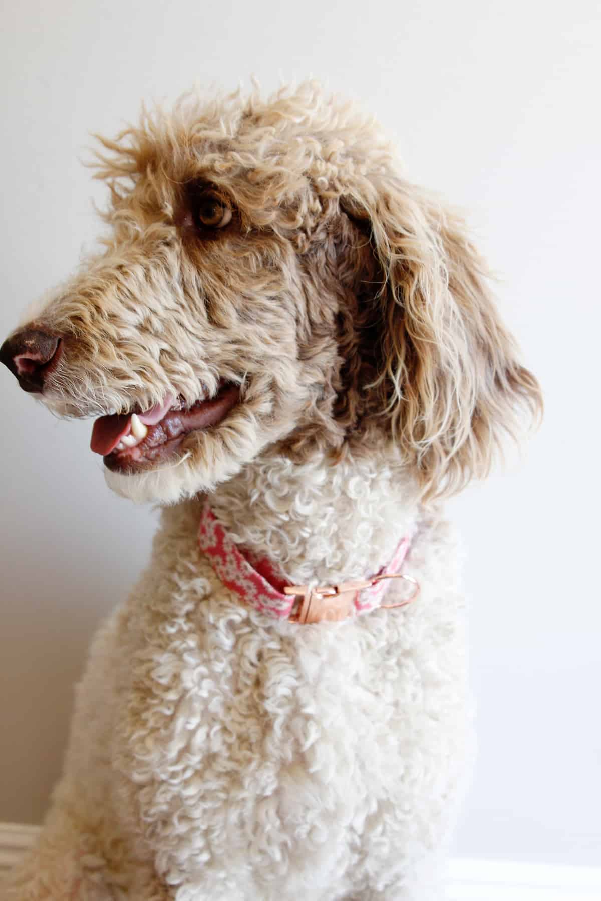 how to make a dog collar free sewing pattern! see kate sew