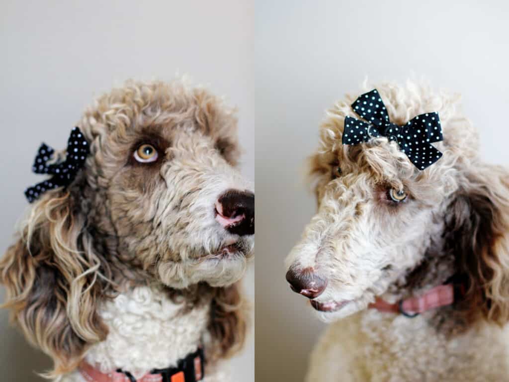 Dog Hair Bow Tutorial